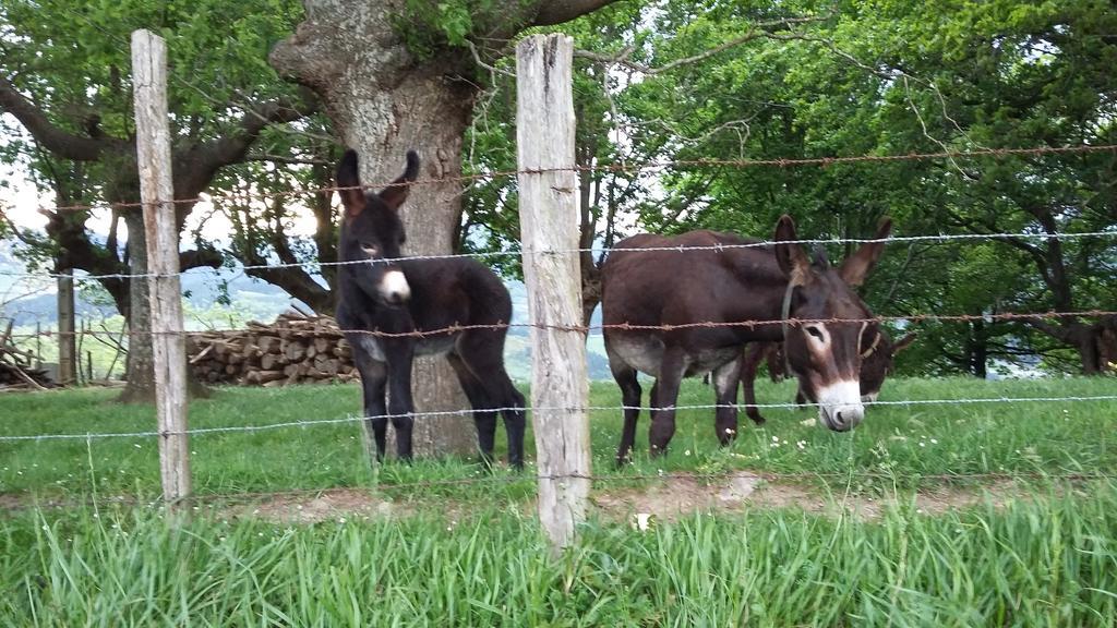 Casa Rural Urkulu Landetxea Arechavaleta ภายนอก รูปภาพ